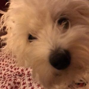 Meet your Posher, Robin